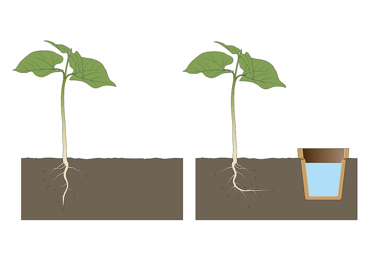 Plants need to control their geotropic tendencies first before they can perform hydrotropism.