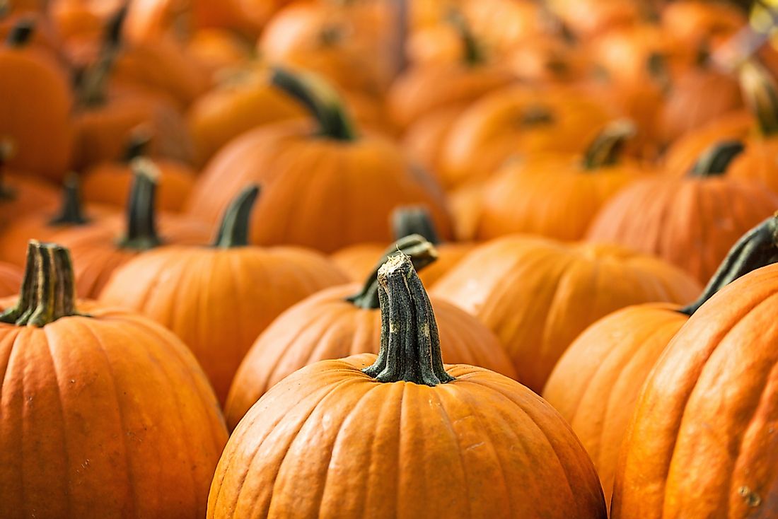 Pumpkins are a popular decorative ornament used around Halloween. 