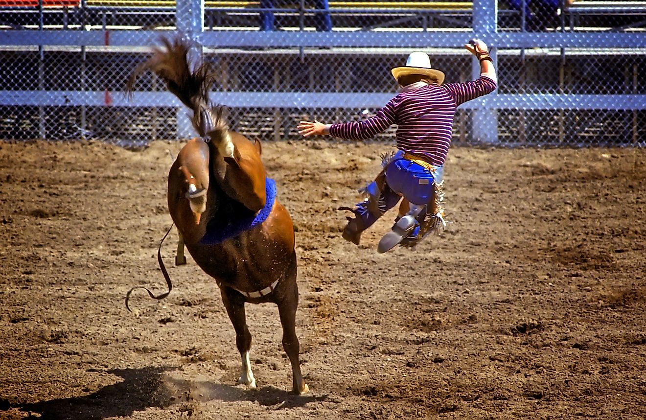 Montana rodeo action rider gets thrown off of horse. Detroit , Michigan. Created 05.11.24  Dennis MacDonald via Shutterstock