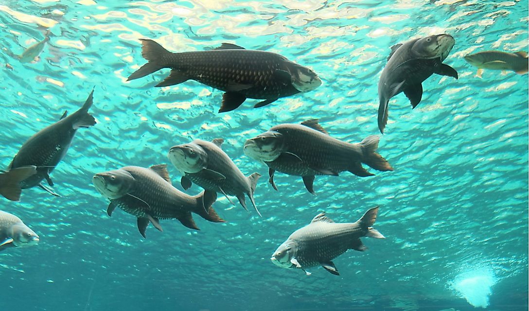 Fish in the River Safari, Singapore.