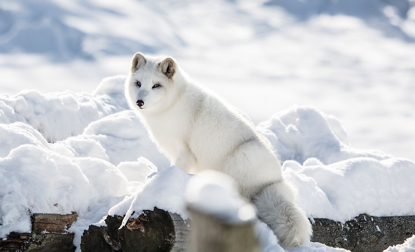 Arctic Fox on a Hill at Omega Park, Montebello, Quebec, Canada. Image credit: Fitawoman/Shutterstock.com