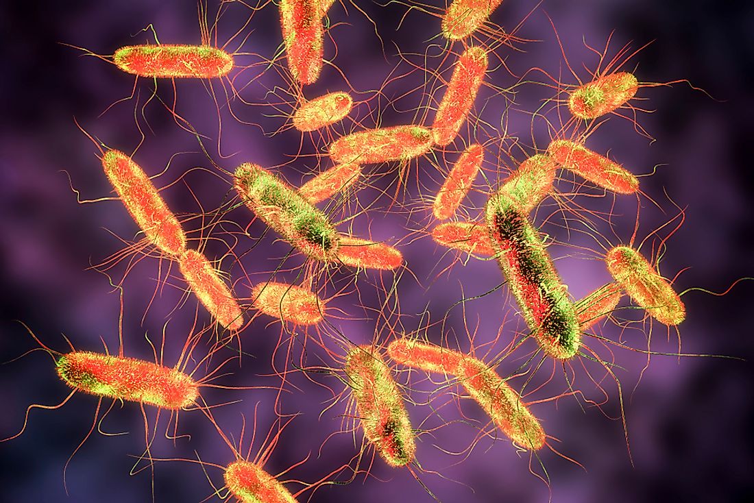 So-called "Typhoid Mary" was an asymptomatic carrier of the bacteria that caused typhoid.