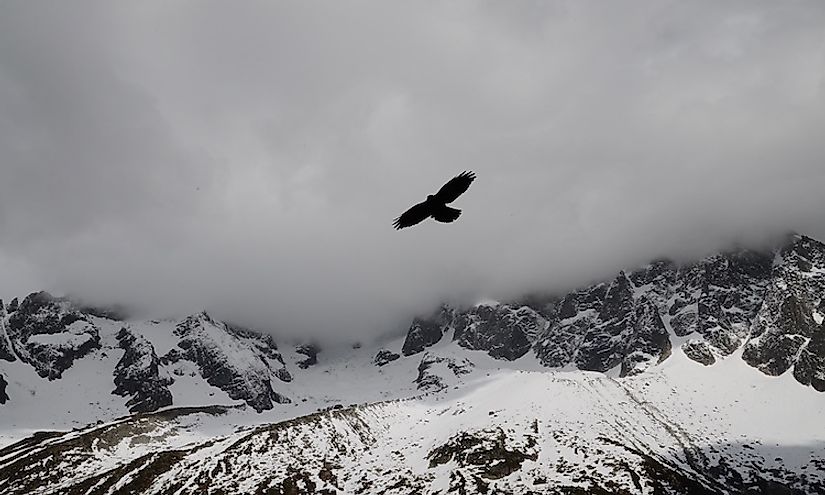 The highest flying birds of the world have served as a source of inspiration and awe for humankind since ages.