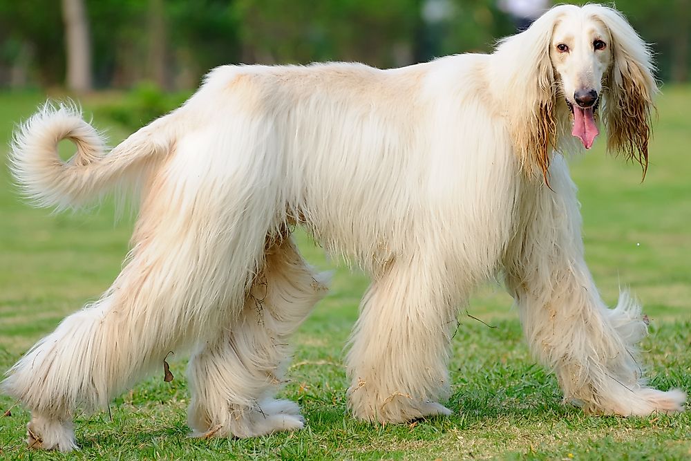 An Afghan hound.