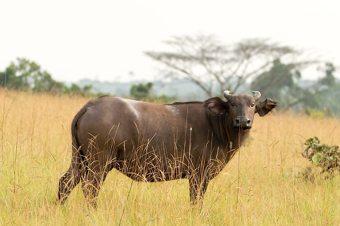 A forest buffalo in Conkouati-Douli National Park, Republic of the Congo. 
