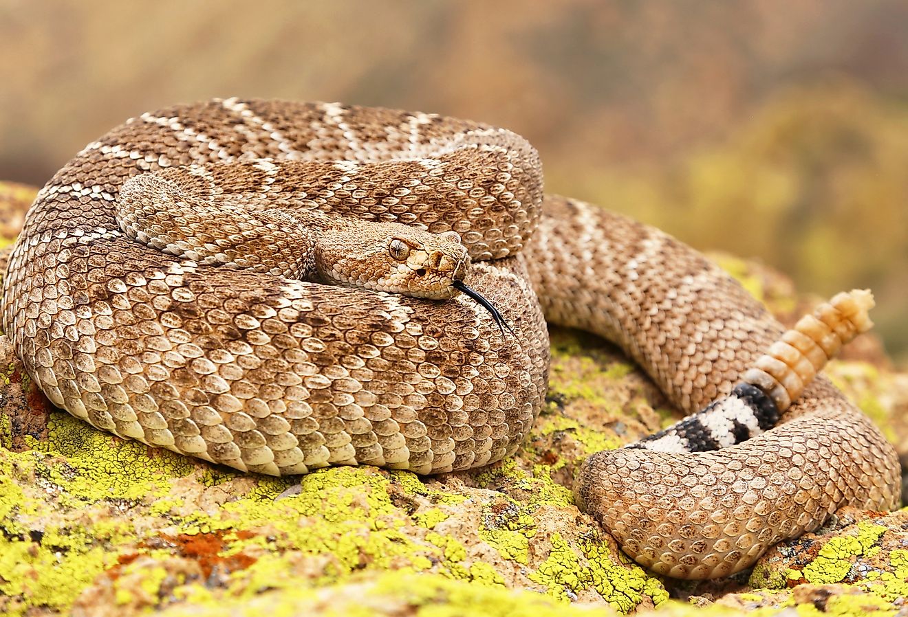 A deadly Western Diamondback Rattlesnake (Crotalus atrox) in Arizona.
