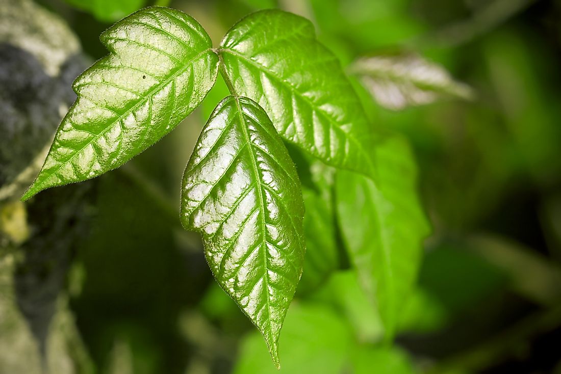 Poison oak's distinctive leaf shape.