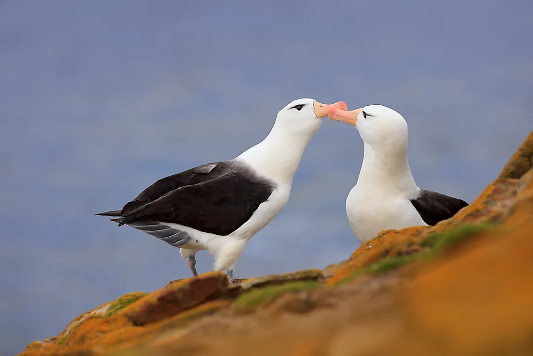 Albatrosses