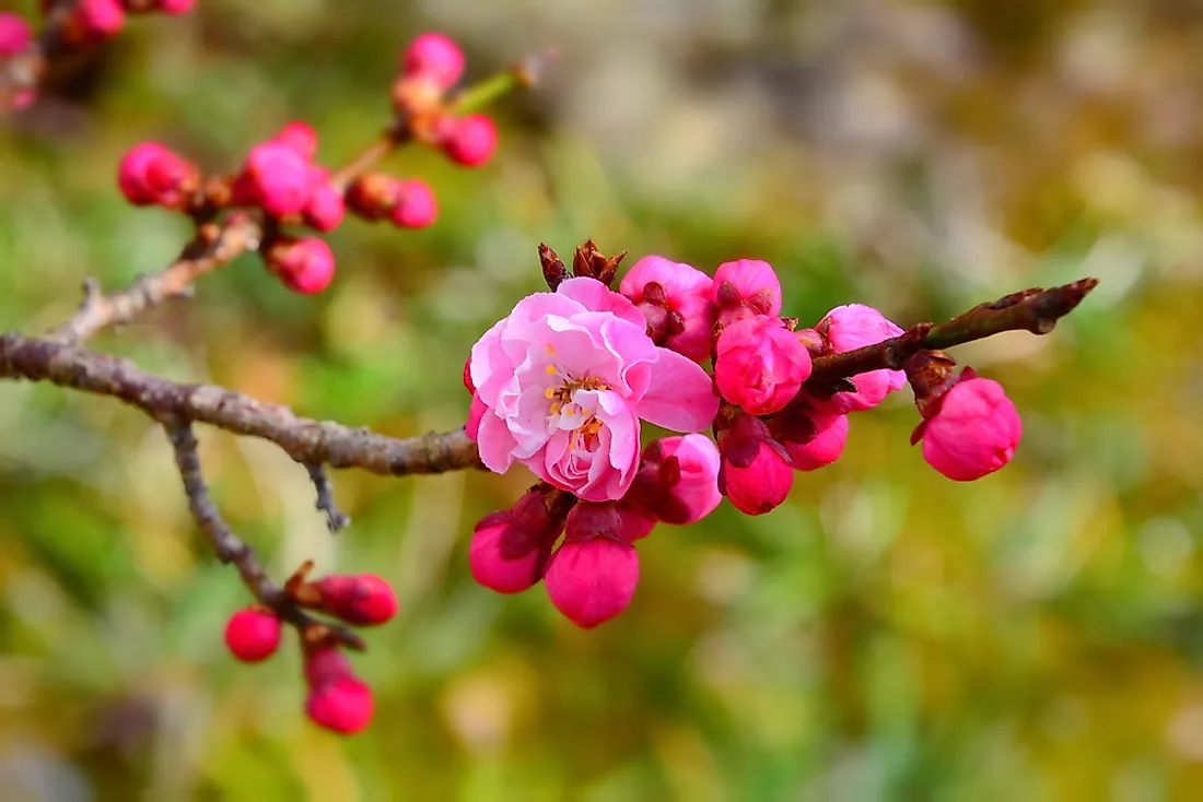 Plum blossom.