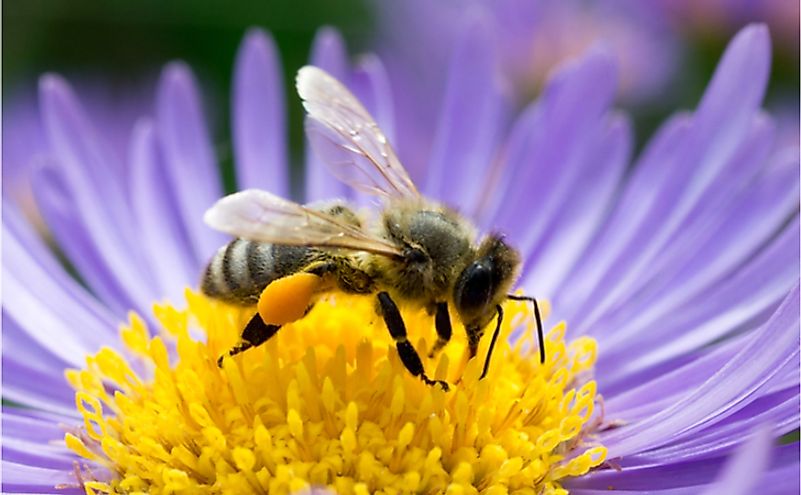 Honey bee on blue aster flower.