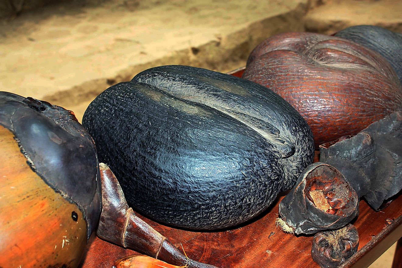 The coco de mer seed is the largest seed in the world.