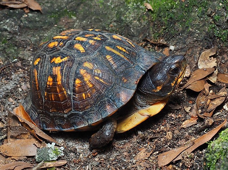An Eastern Box Turtle on the forest floor.