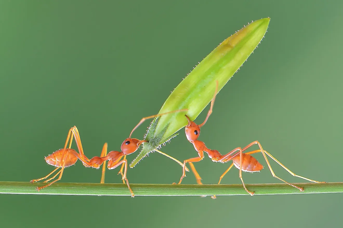 Ant workers carrying food