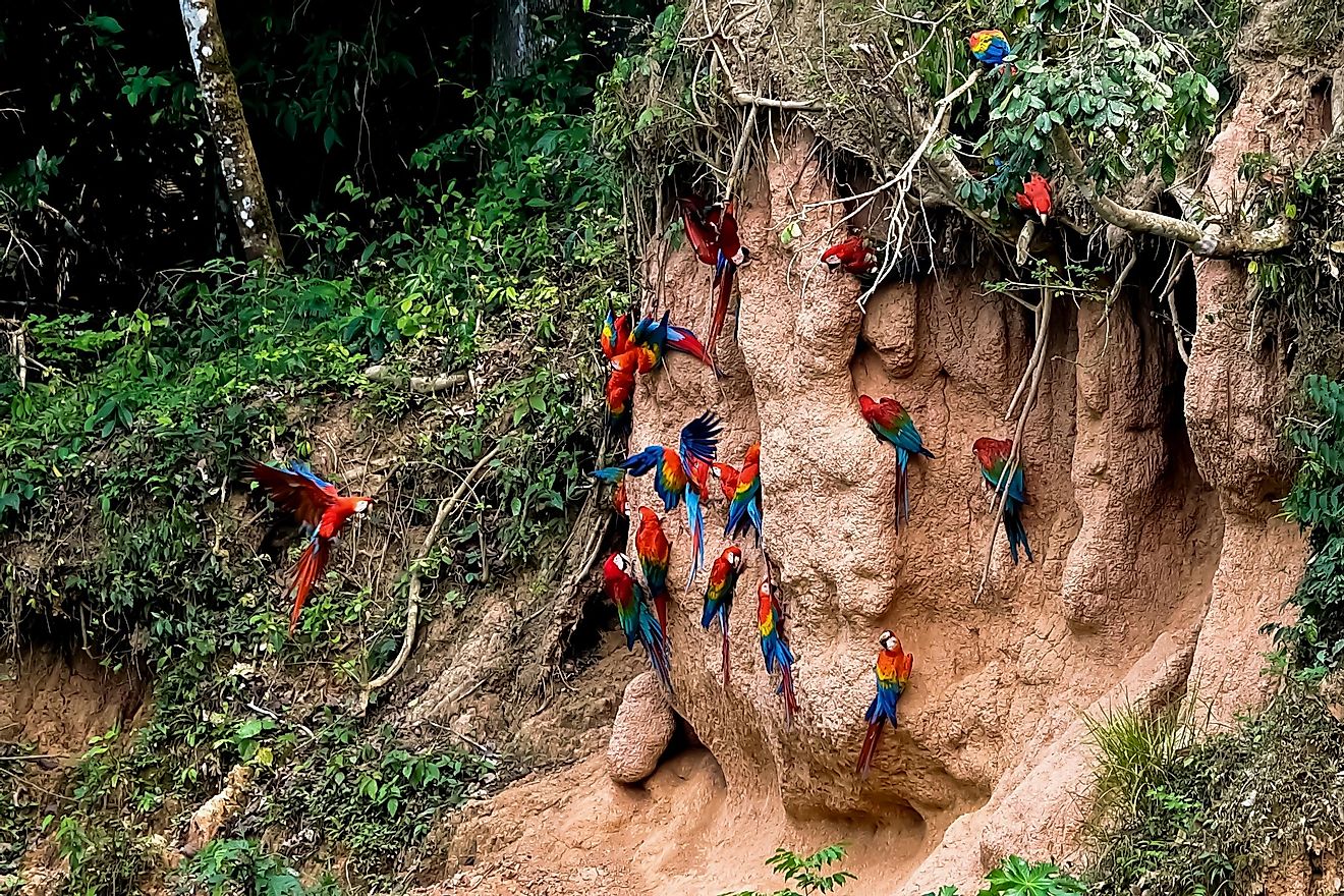 Colourful macaws in the Amazon Forest in Peru. Image credit: Pat Guanais/Shutterstock.com