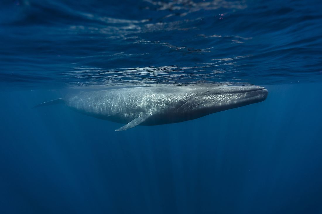A blue whale in the ocean off of Sri Lanka. 