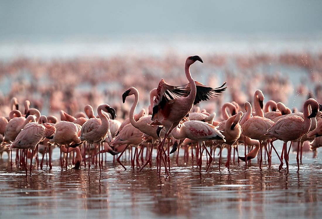 Lesser Flamingos feed primarily on Spirulina.