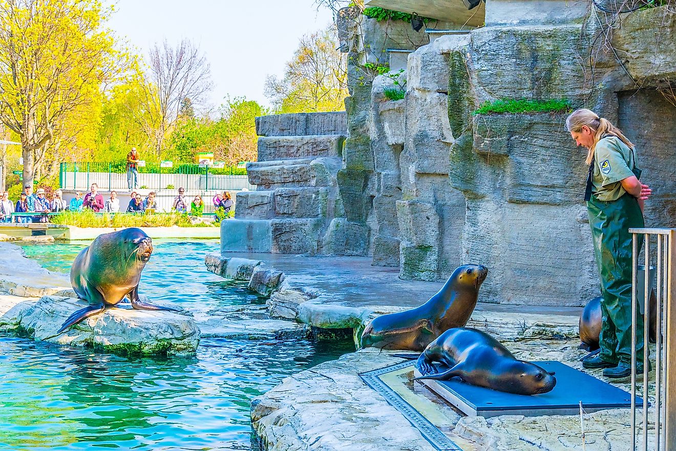 A zookeeper is feeding sea lions during show in tierpark Schonbrunn in Vienna, Austria. Image credit: Trabantos/Shutterstock.com