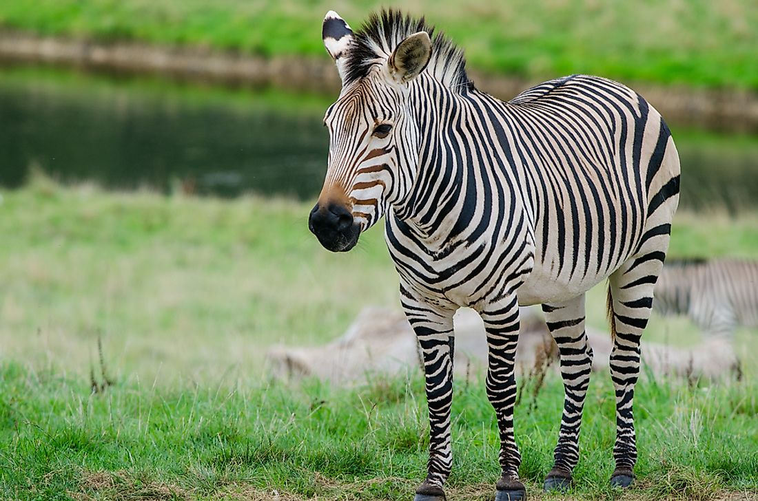 A Grévy's zebra. 