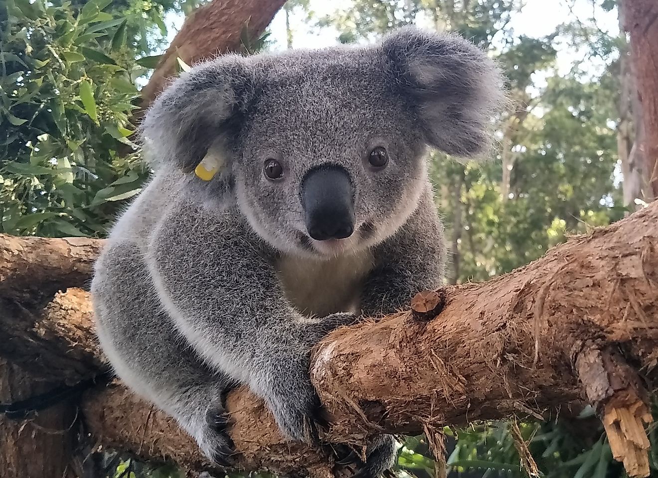 Balmoral Mini, a rescued koala at the Koala Hospital. Photo credit: the Port Macquarie Koala Hospital.