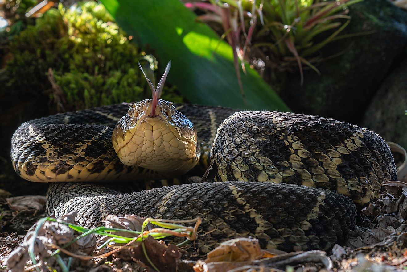Central American Bushmaster snake, Lachesis stenophrys, Arenal Volcano area, Costa Rica, Central America. Image credit: Nuki Sharir/Shutterstock.com