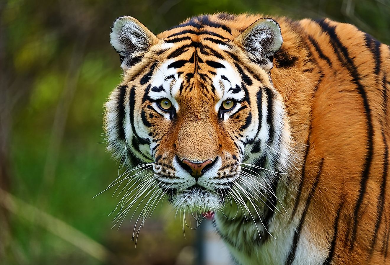 Beautiful Bengal Tiger.