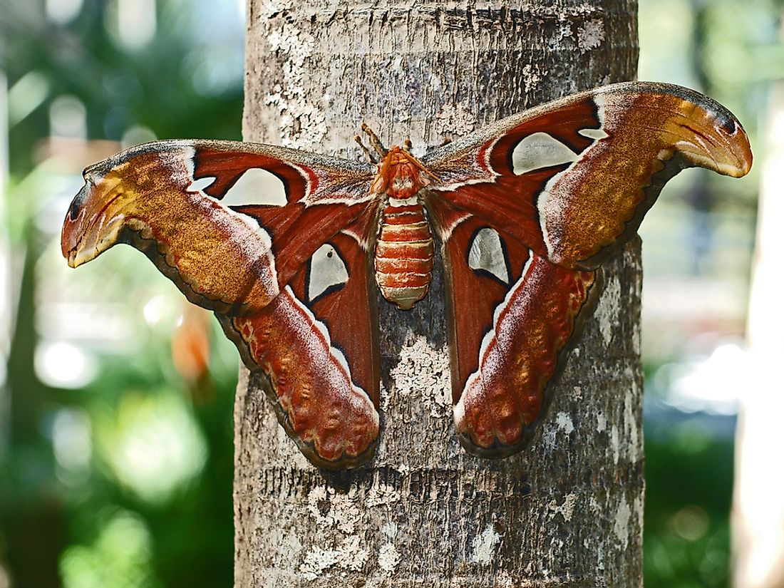 What Is the Difference Between Butterflies and Moths? - WorldAtlas