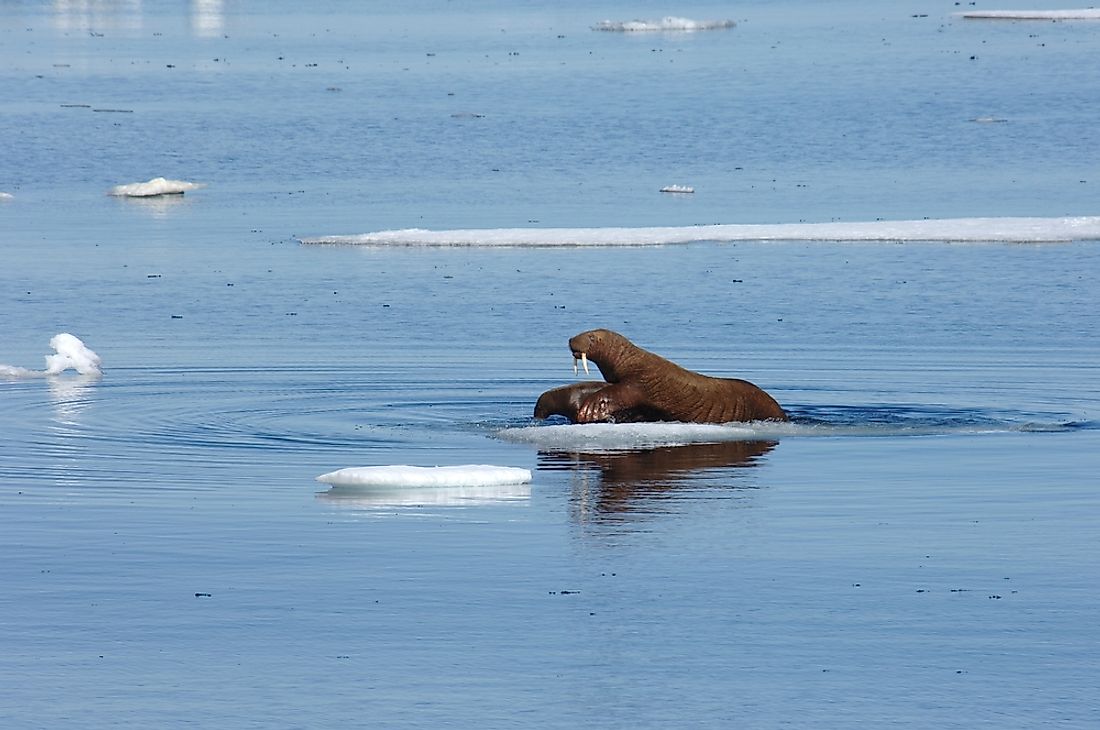 The Chukchi Sea is home to wildlife such as polar bears, seals, and walruses. 