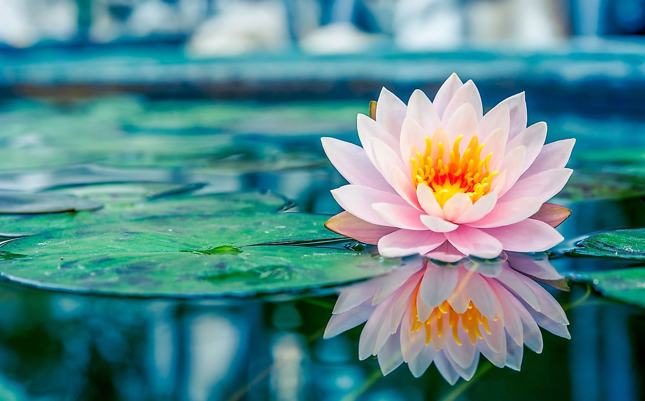 Water lily. 