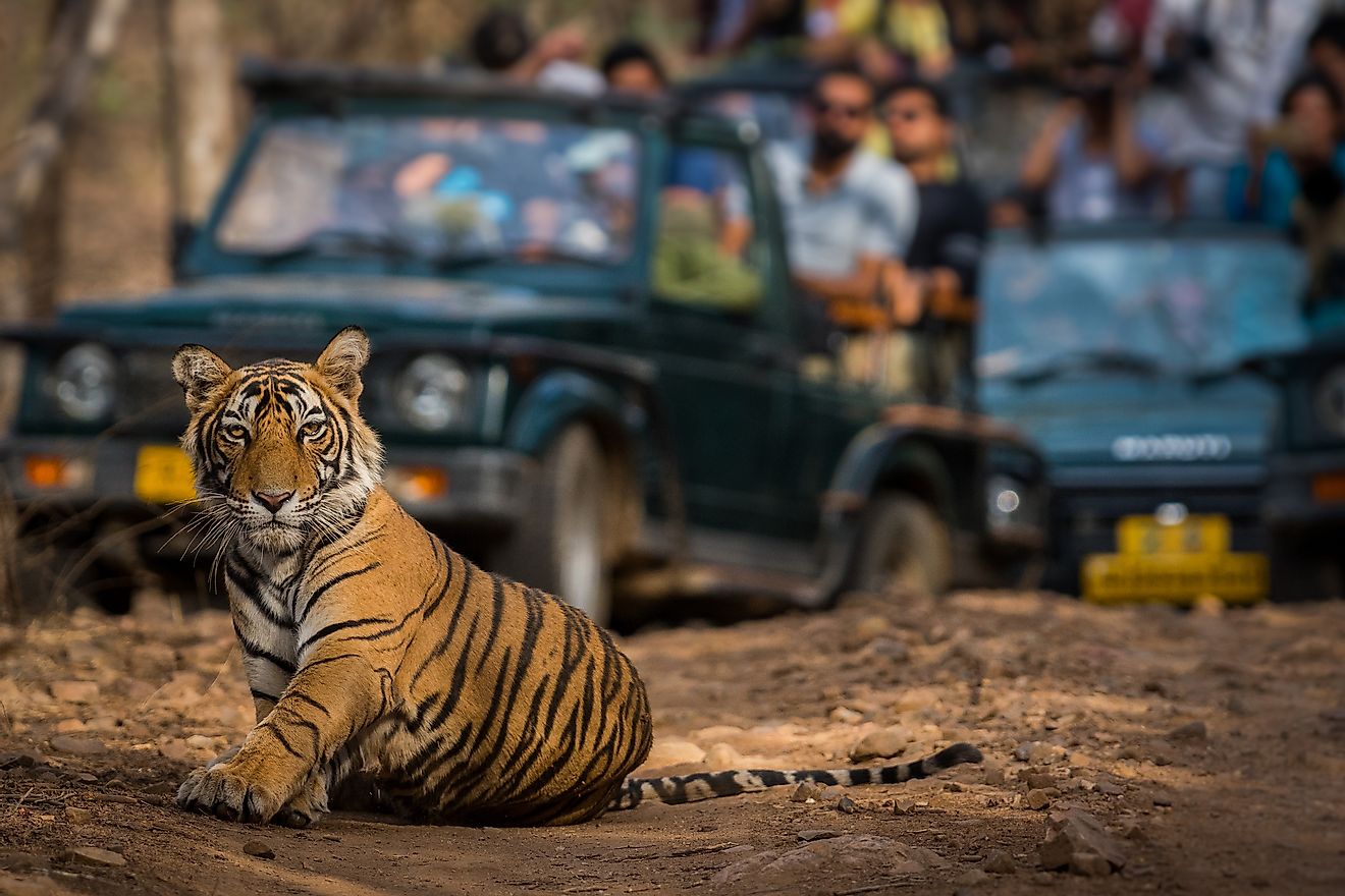 Tourist vehicles packed with visitors crowd to observe a tiger cub in India's Ranthambore National Park.