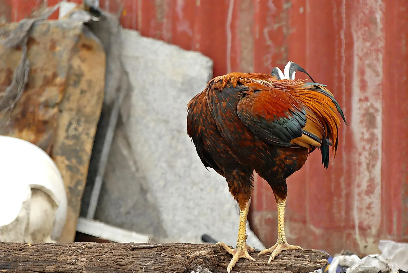 On September 10, 1945, the life of the chicken changed forever. 