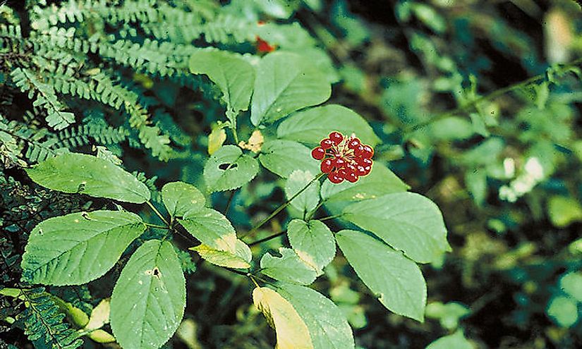 Ginseng is a perennial herb with a large and slow growing root.