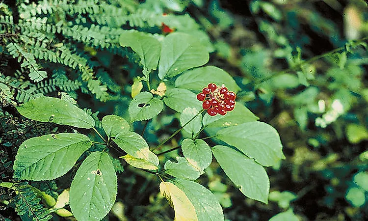 Ginseng is a perennial herb with a large and slow growing root.