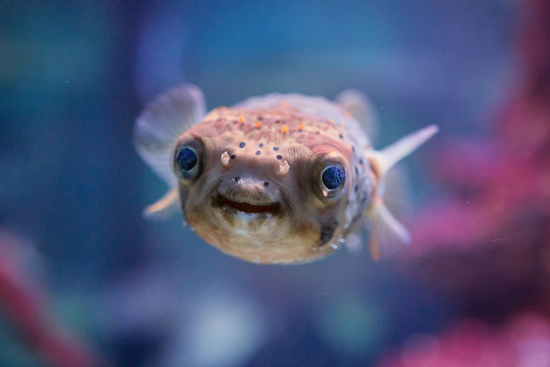 They may not be fluffy, but pufferfish sure are cute. 