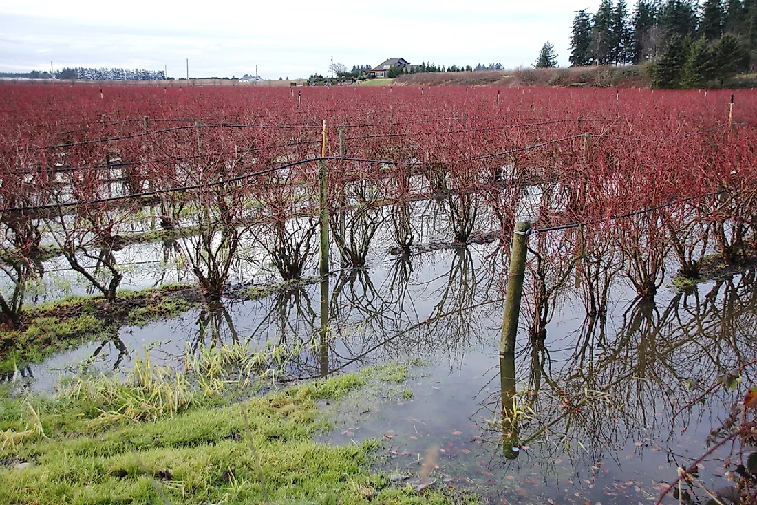 Unpredictable weather conditions such as severe rainfalls can have adverse effects on crop production. 