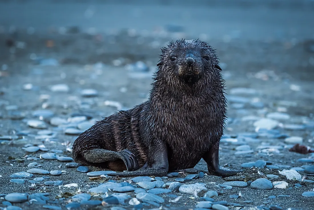 Seals are more commonly known as their common name of "seal".