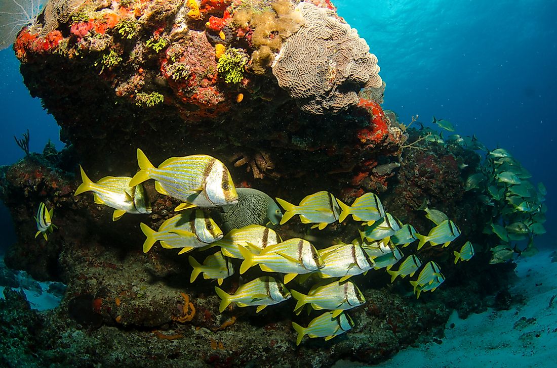 Corel reefs are some of the most significant habitats in the world.