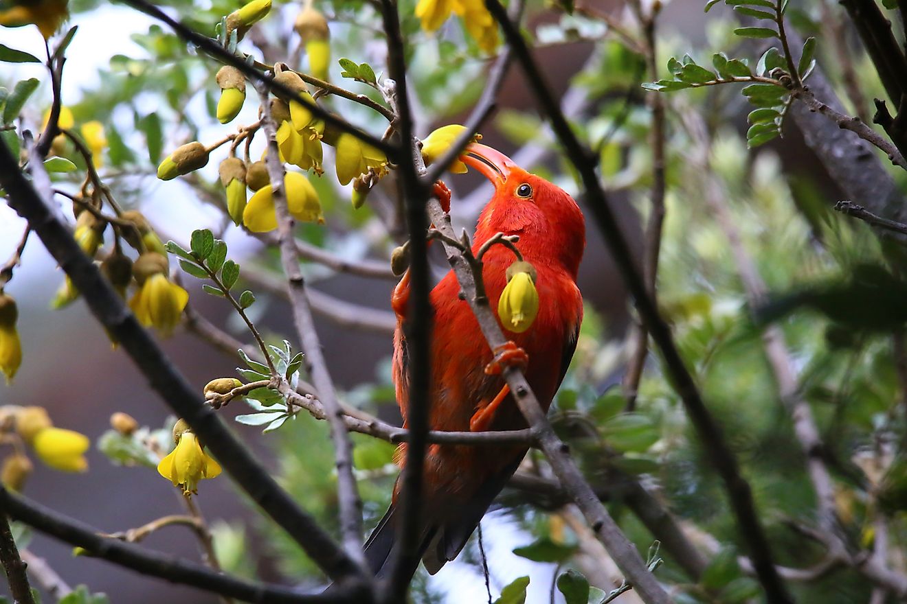 Hawaiian Honeycreeper. Image credit: Thomas Chlebecek/Shutterstock.com