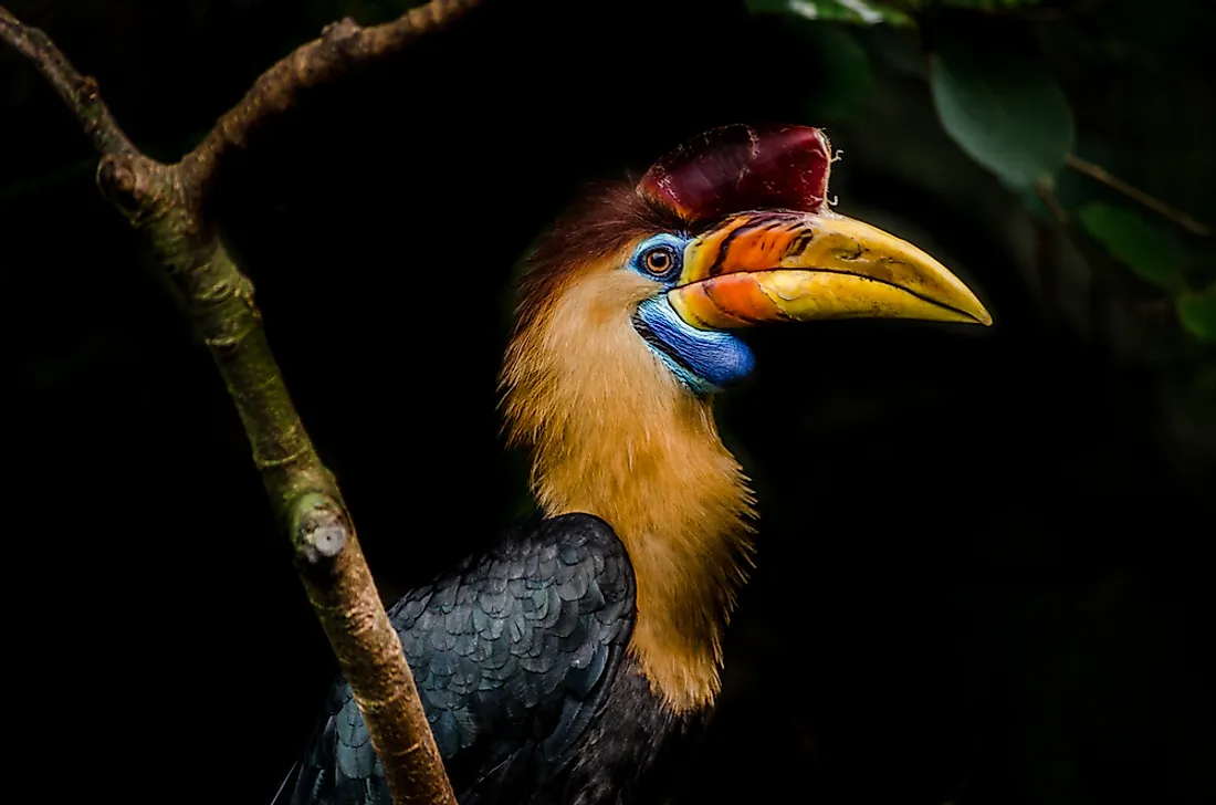 The helmeted hornbill, an endangered bird in Indonesia. 