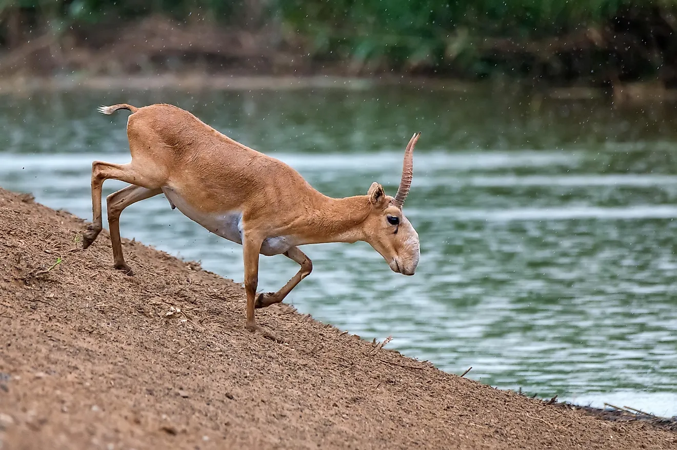 Saiga antelope or Saiga tatarica stands in steppe near waterhole. Via Shutterstock / Yakov Oksanov.