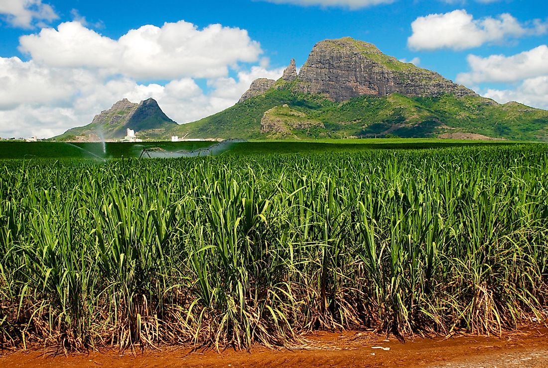 Sugarcane is the most important crop grown within Mauritius.