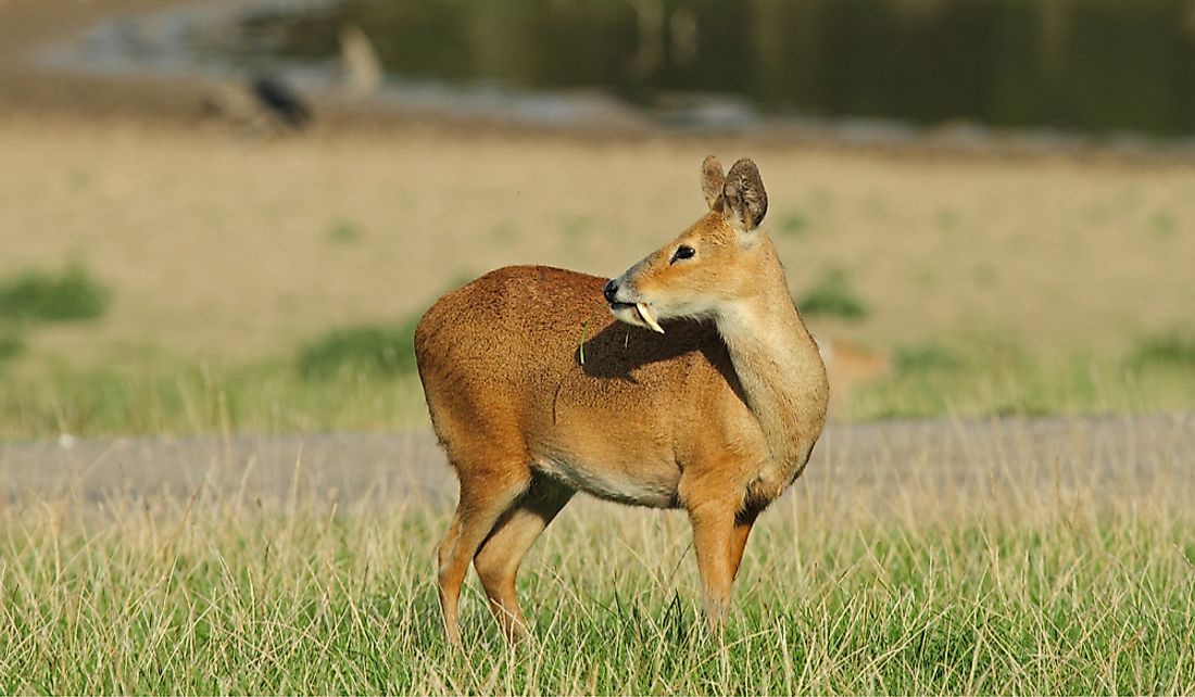 The water deer has been introduced to various countries around the world.