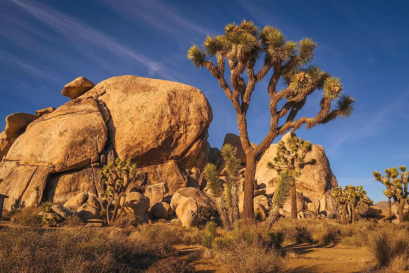 Joshua Tree National Park hiking trail landscape, located near Los Angeles. 