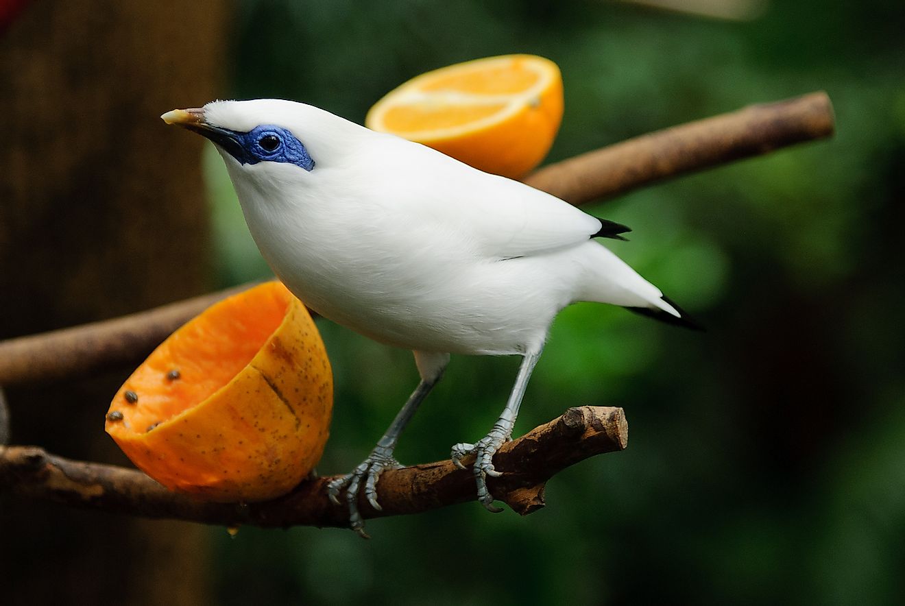 Bali Starling (Leucopsar rothschildi) eating fruit. Image credit: TungCheung/Shutterstock.com