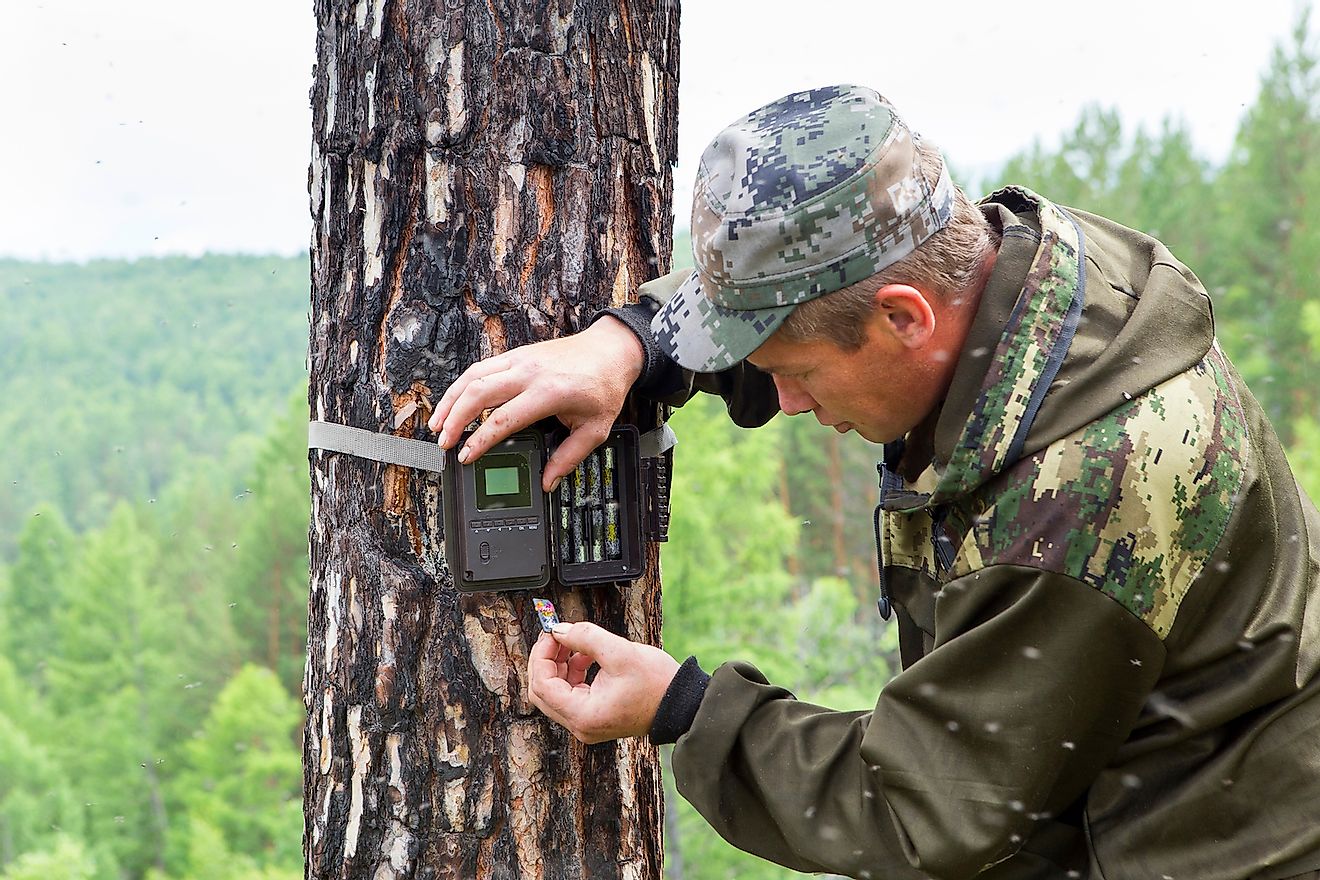 Foresters install photo traps on a tree for automatic photographing or video shooting of wildlife in the forest. Image credit: SERGEI PRIMAKOV/Shutterstock.com