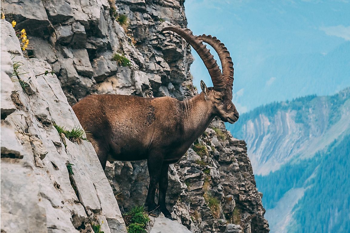 Animals Found in Switzerland - WorldAtlas