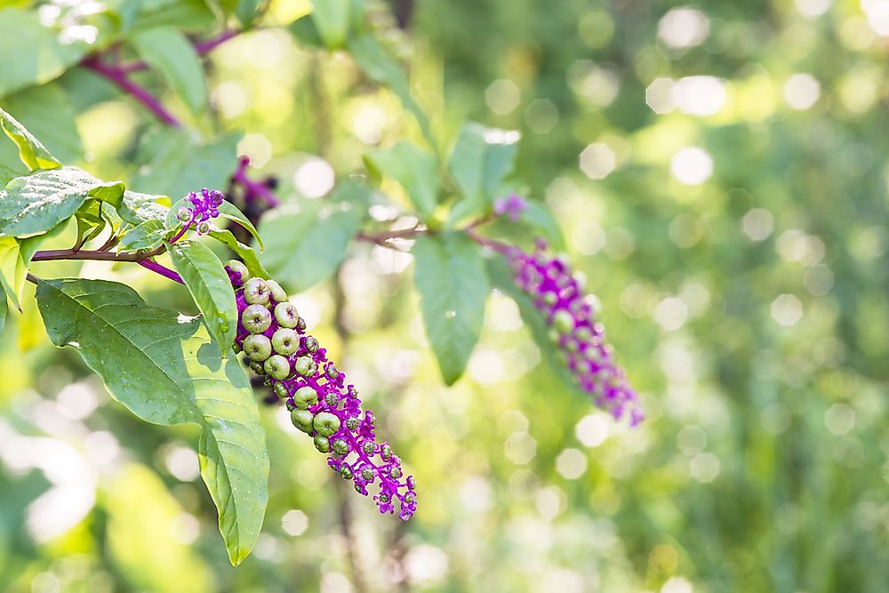 Phytolacca decandra.