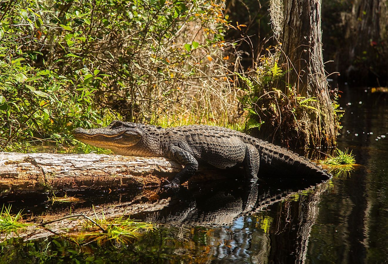 American Alligator in the Okefenokee Swamp, Georgia.