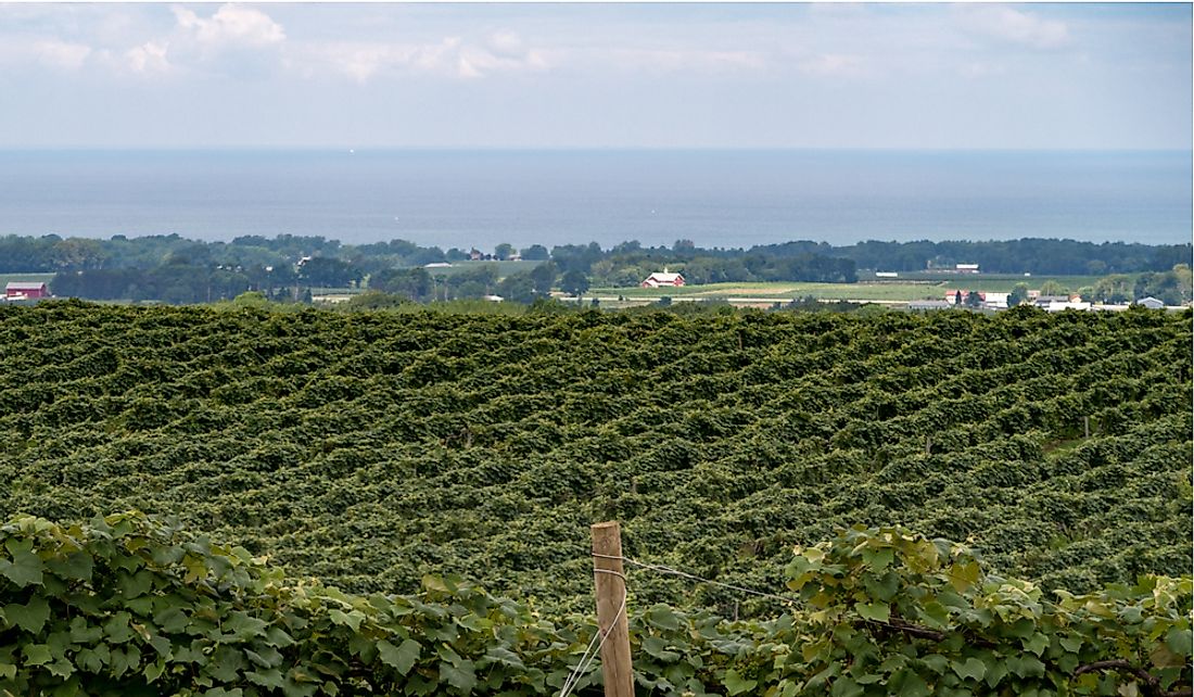 Vineyard along the shores of Lake Eerie in Pennsylvania.