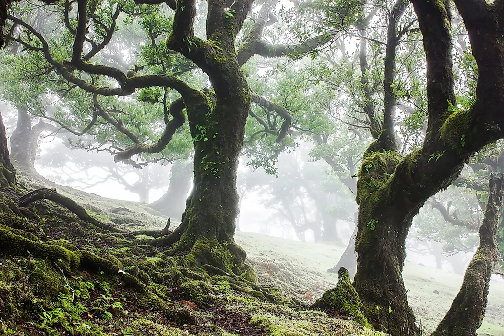 A laurel forest in Portugal. 