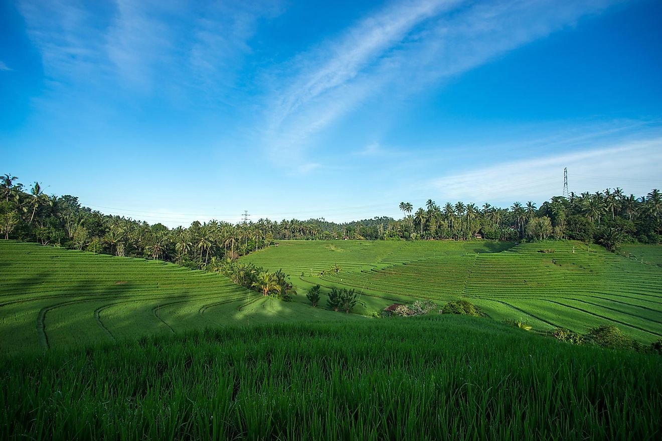 A view of the terraced rice fields on the rich fertile volcano soil hills of Bali, Indonesia. Image credit: CHEN WS/Shutterstock.com